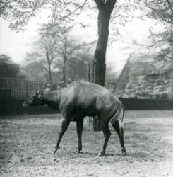 Ein Nilgau oder asiatischer Antilope im Londoner Zoo, April 1923